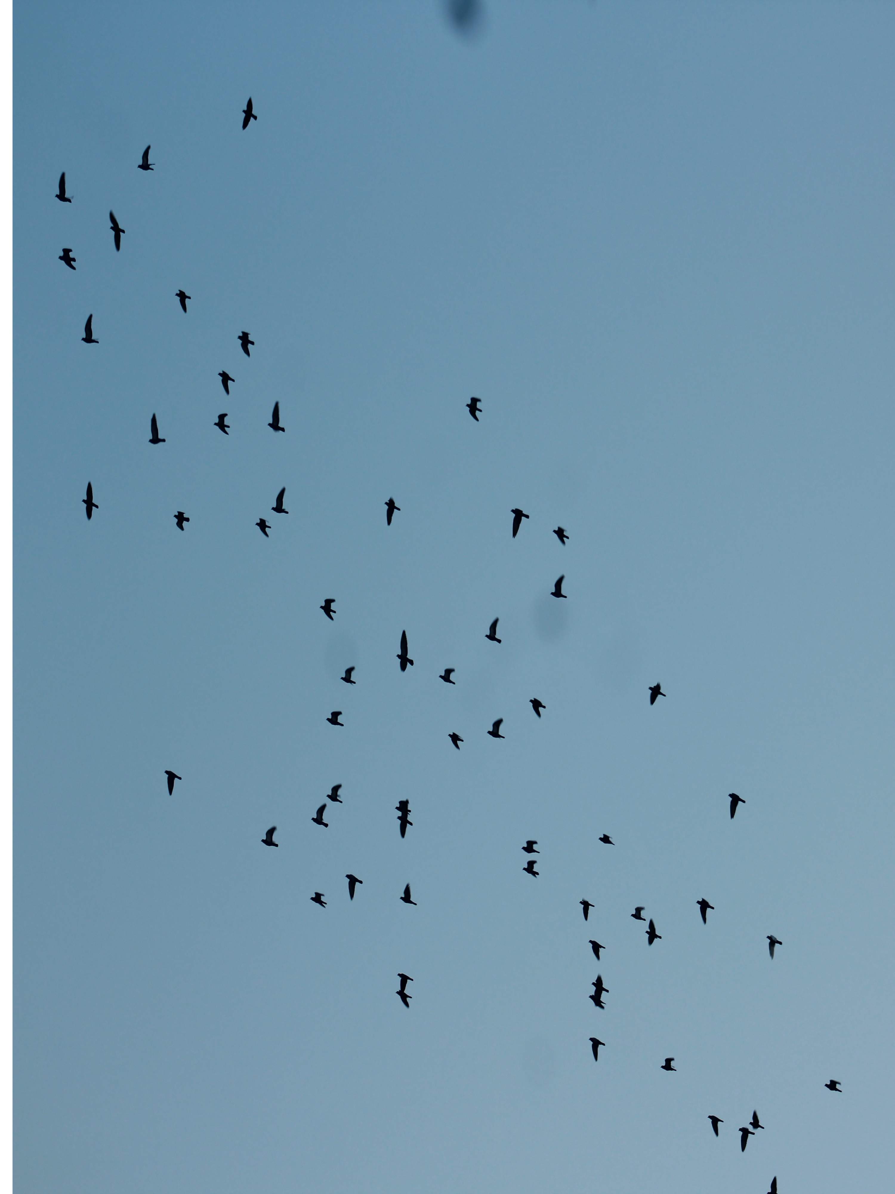 Gandhi statue and Mahatma Gandhi Memorial at Rock Beach