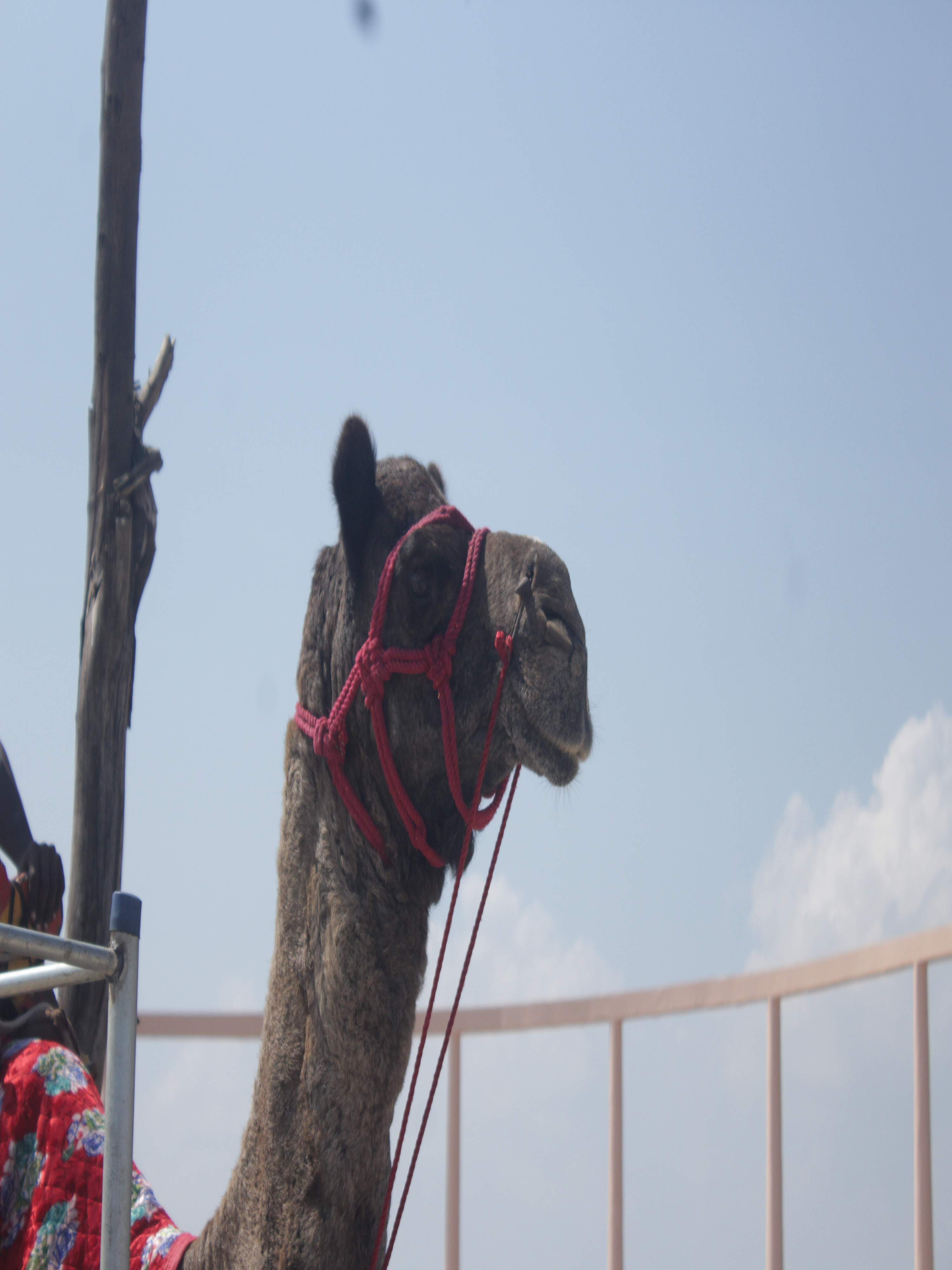 Camel ride along the shore at Eden Beach
