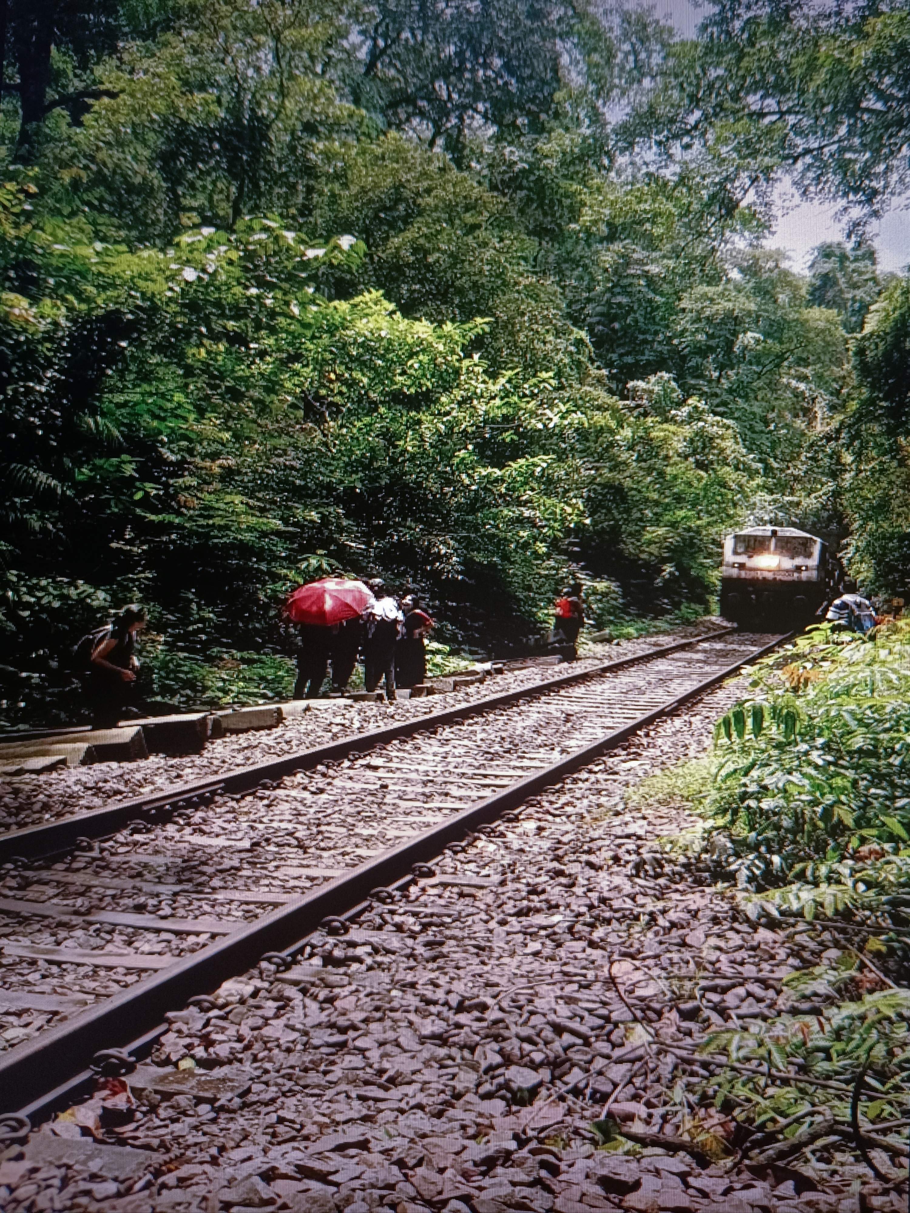 Lush green forest path along the railway tracks with mountains in the background