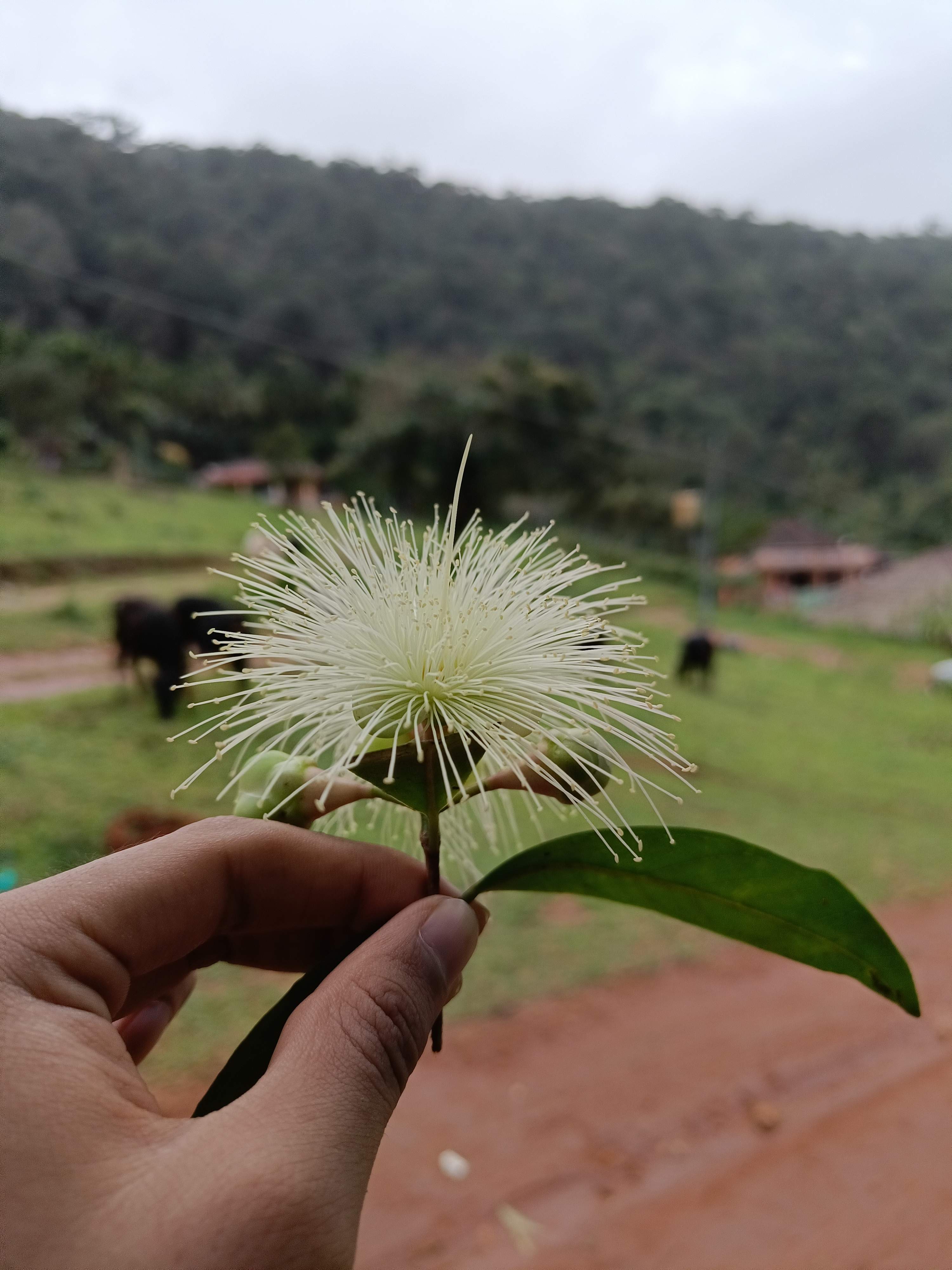 Scenic view of tea plantations and hilly terrain on the way to Soormane Falls