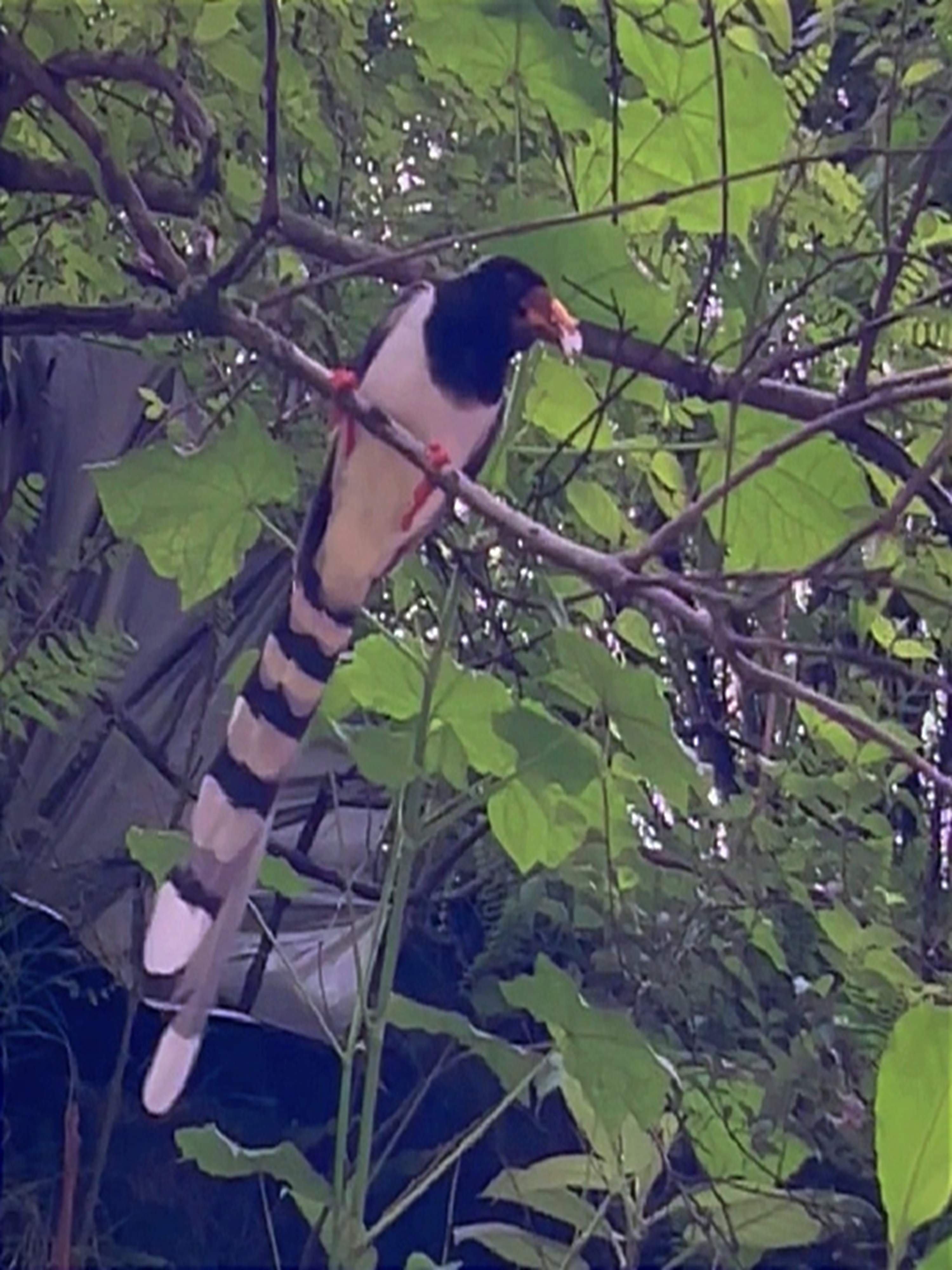 Frozen ice waterfall and snow-covered mountains near Kedarnath