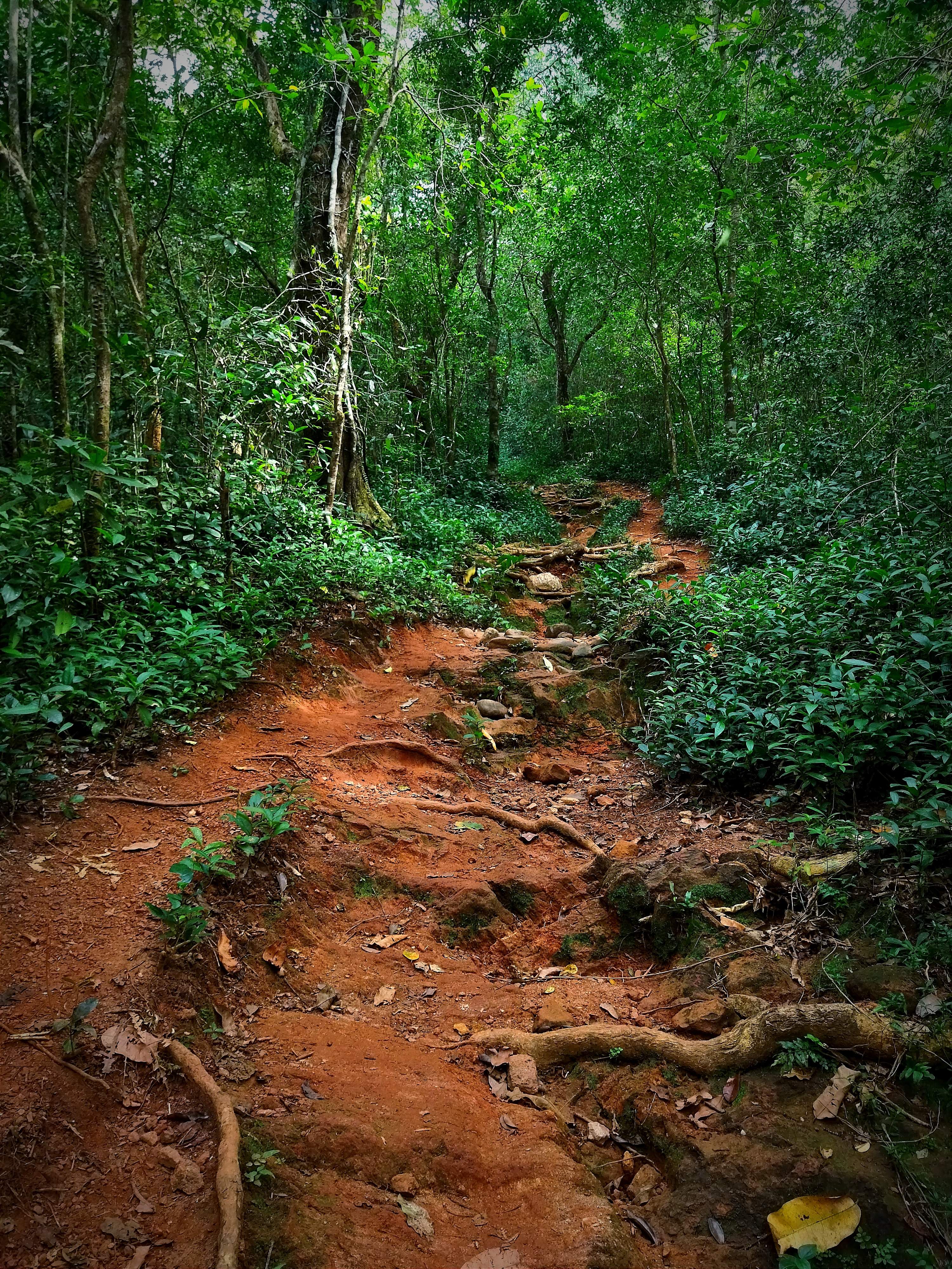 Scenic view of Kumaradhara River with clear water and fish, near Kukke Subramanya Temple