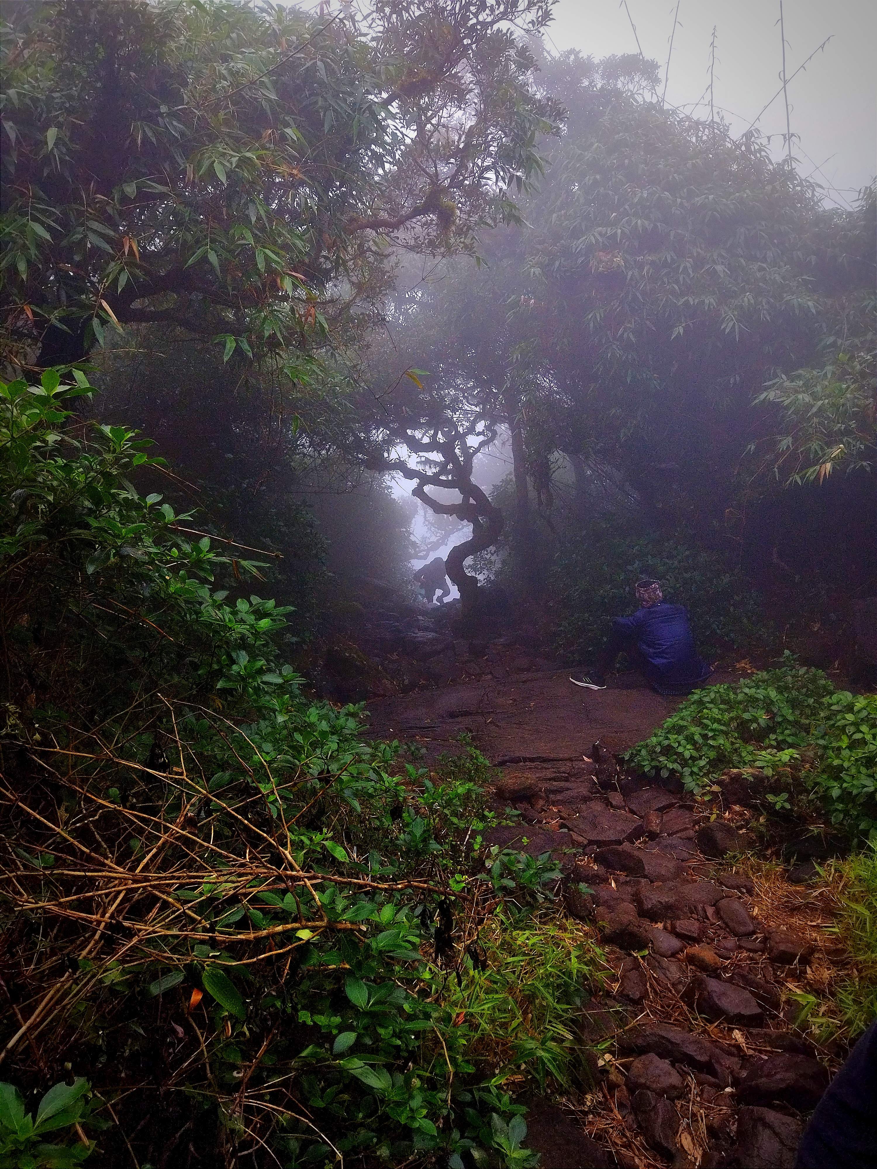 Dense forest trail with tangled branches and mist