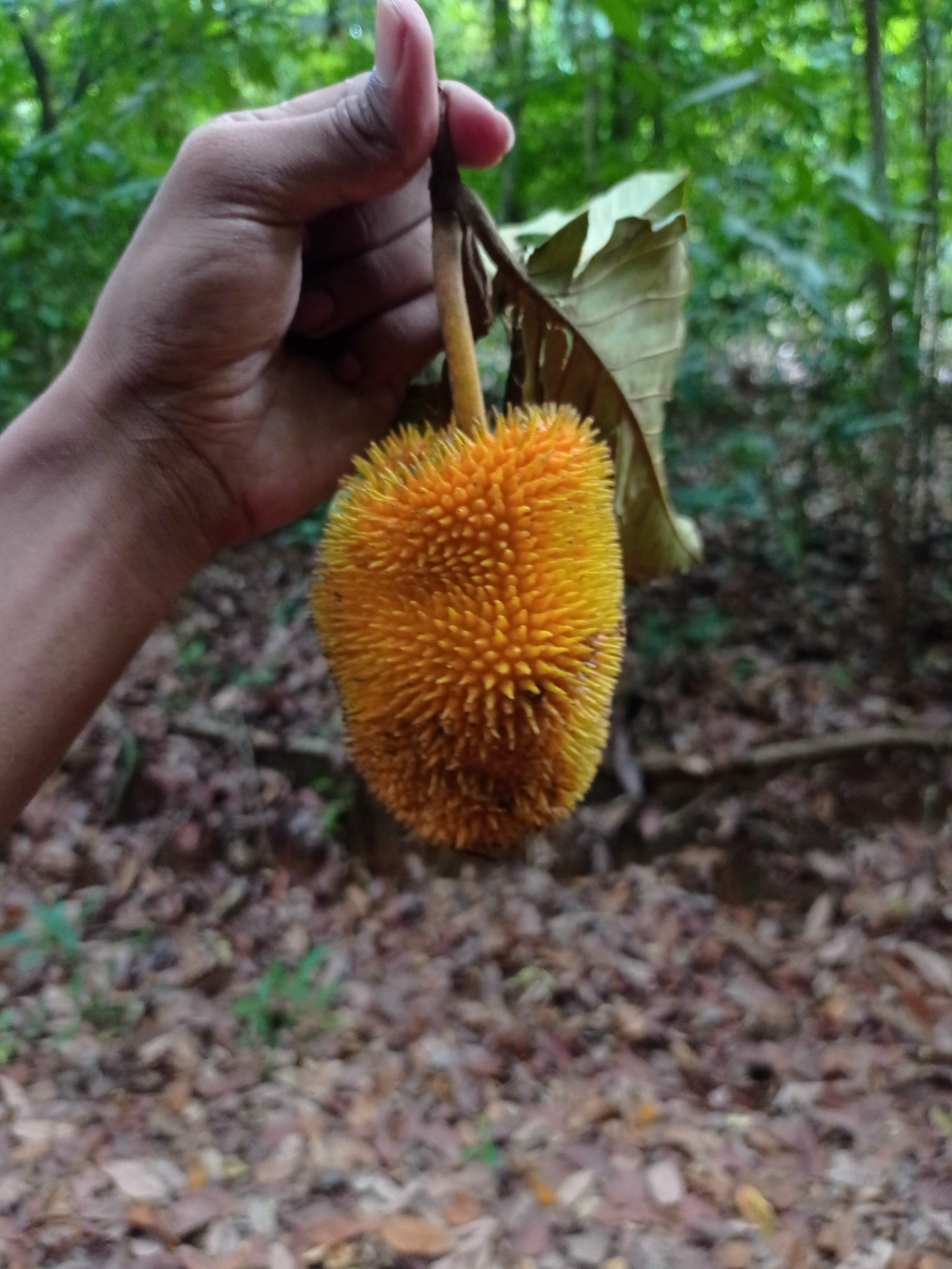 Green board at Kodachadri trek base with trek details