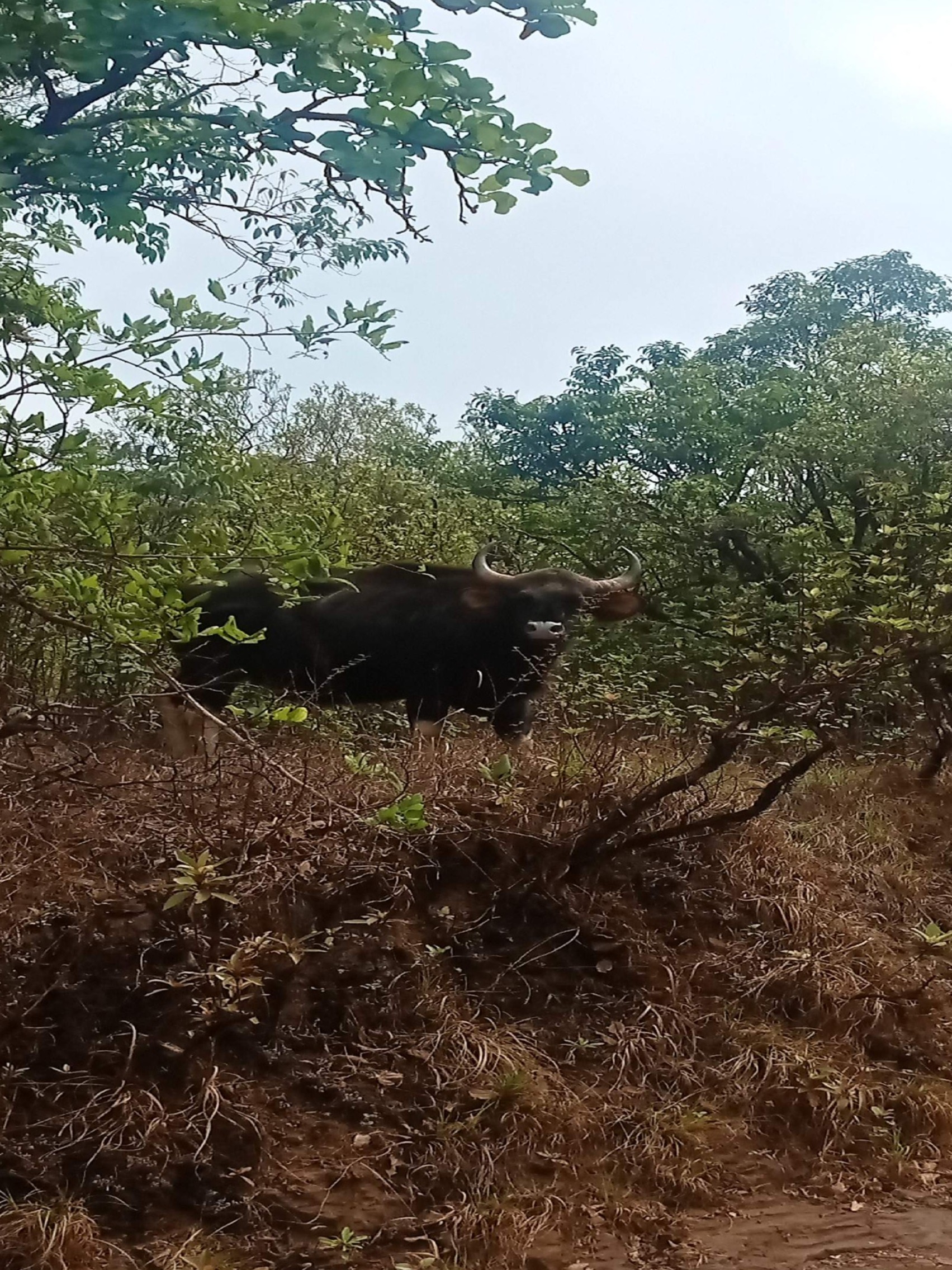 Forest office checkpoint on Kodachadri trail