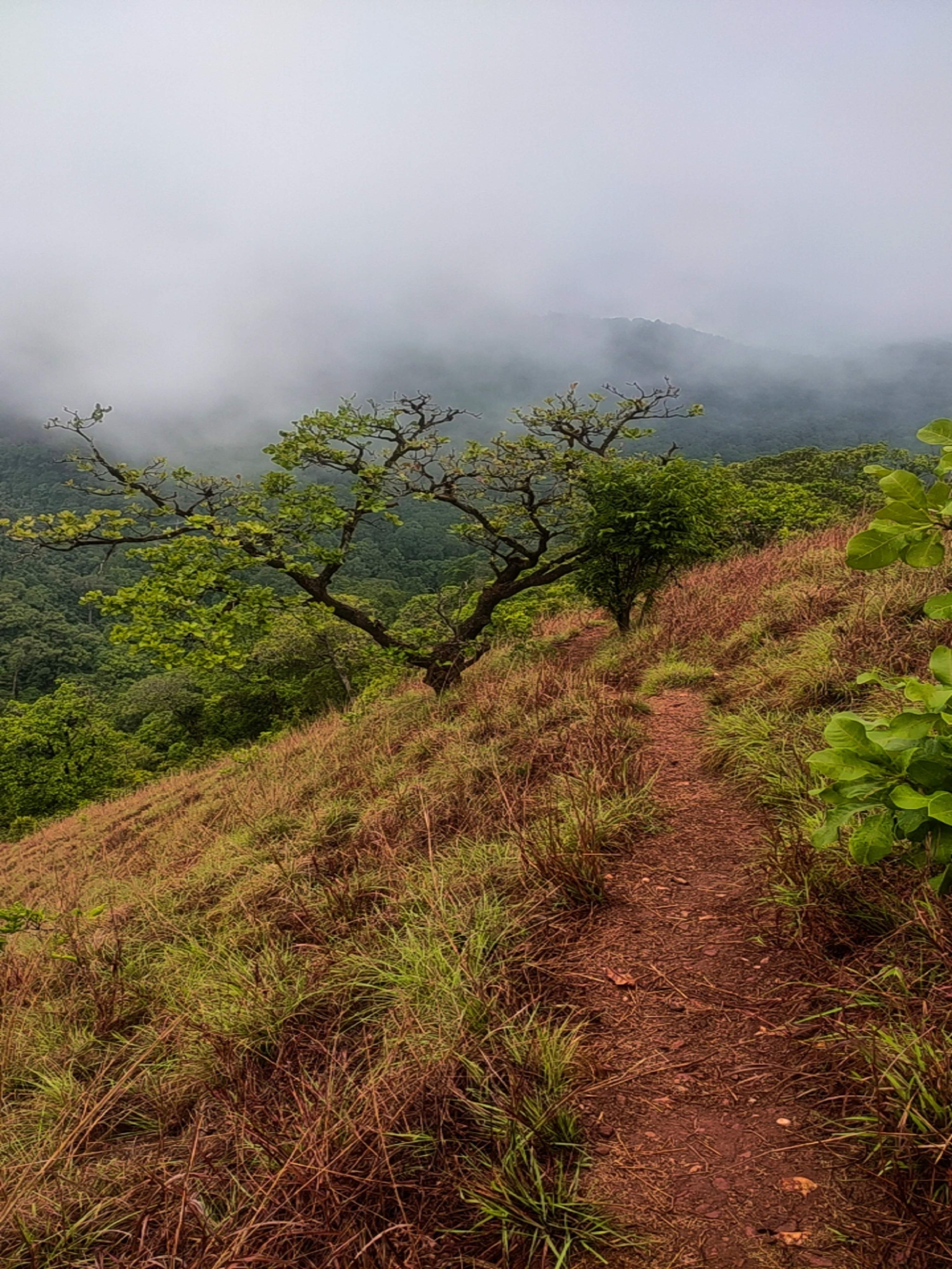 Grasslands and steep sections on Kodachadri trek