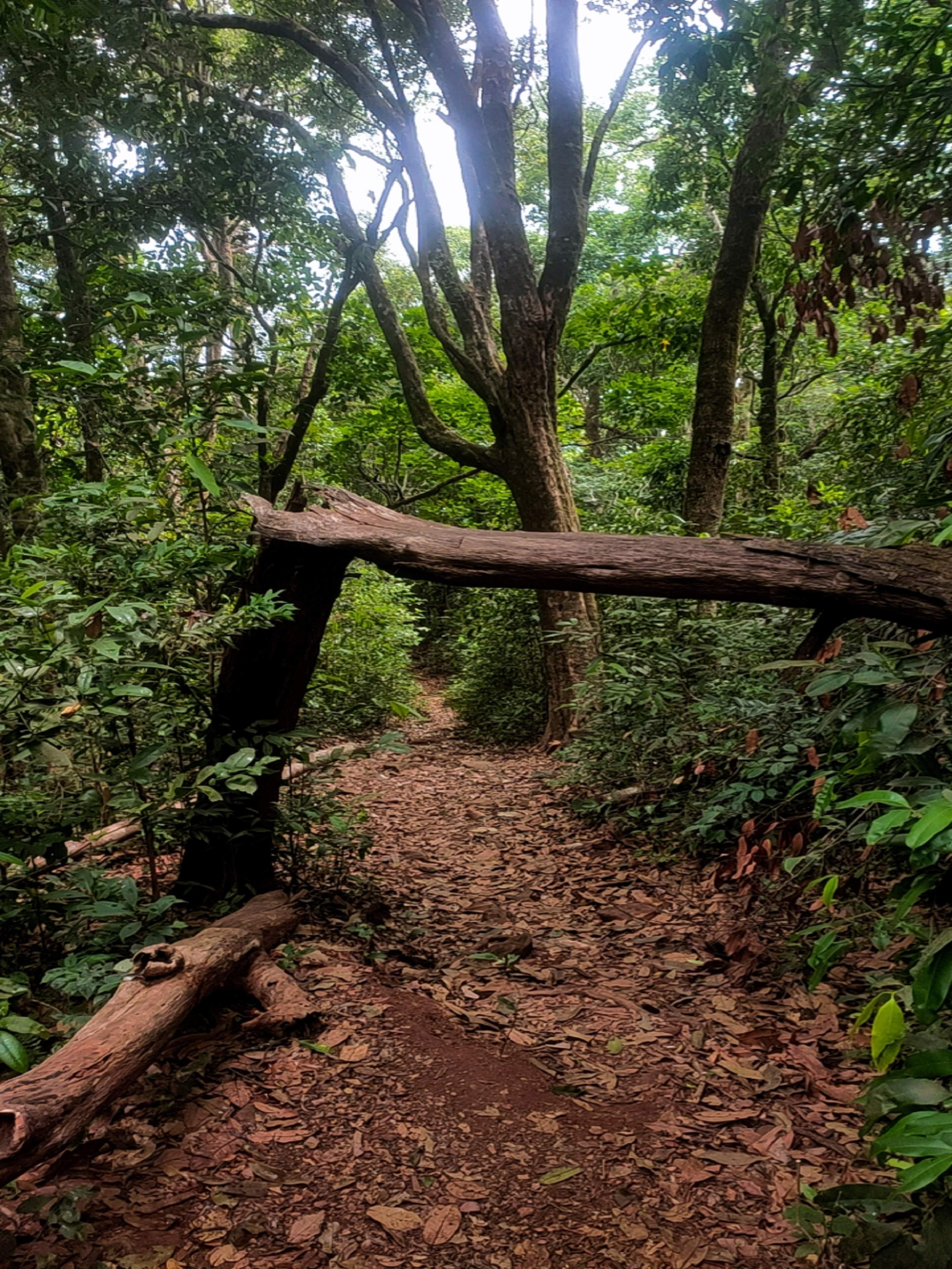Venomous red spiders on the Kodachadri trail
