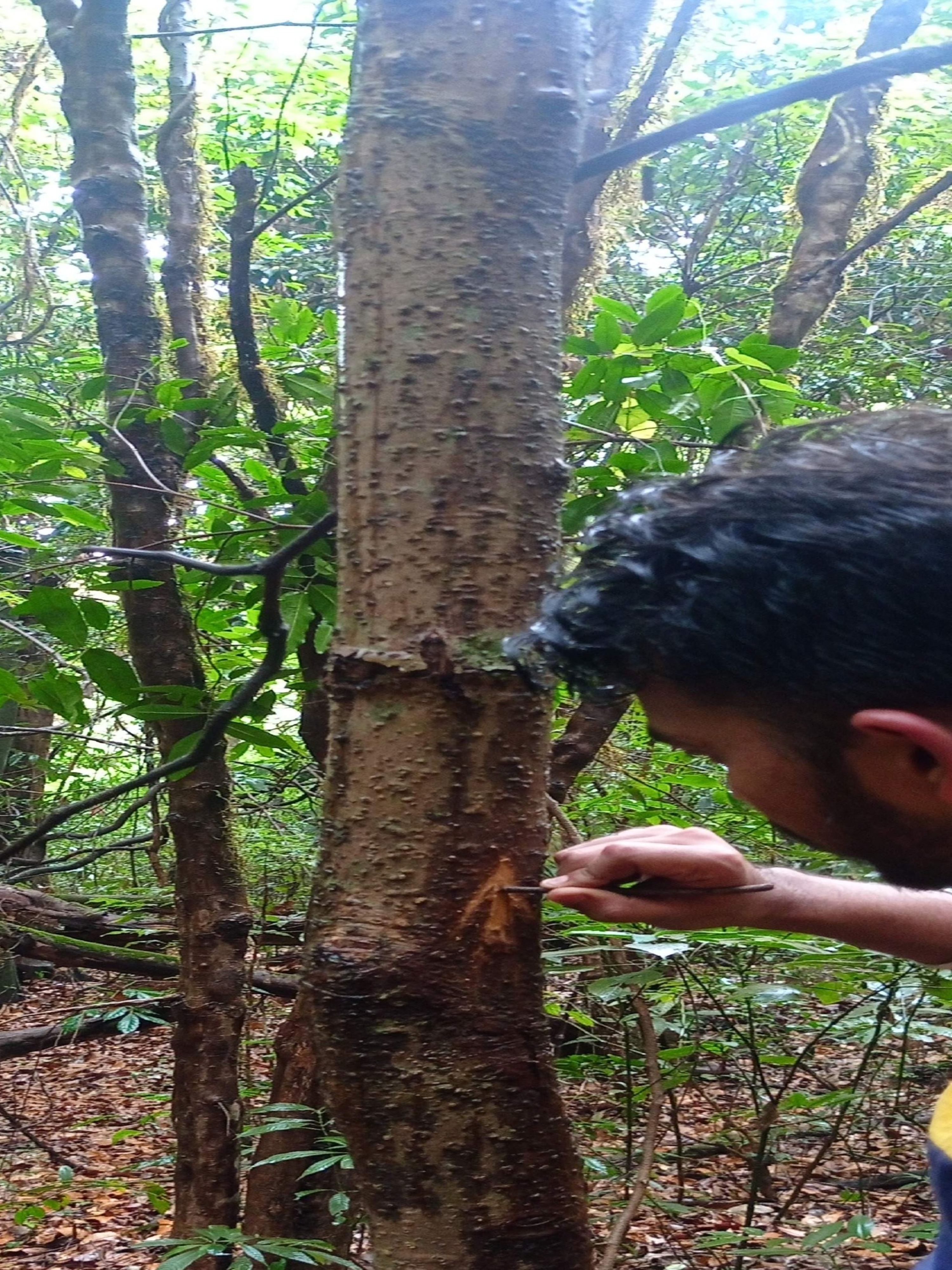 Dense forest trail blocked by giant trees on Kodachadri