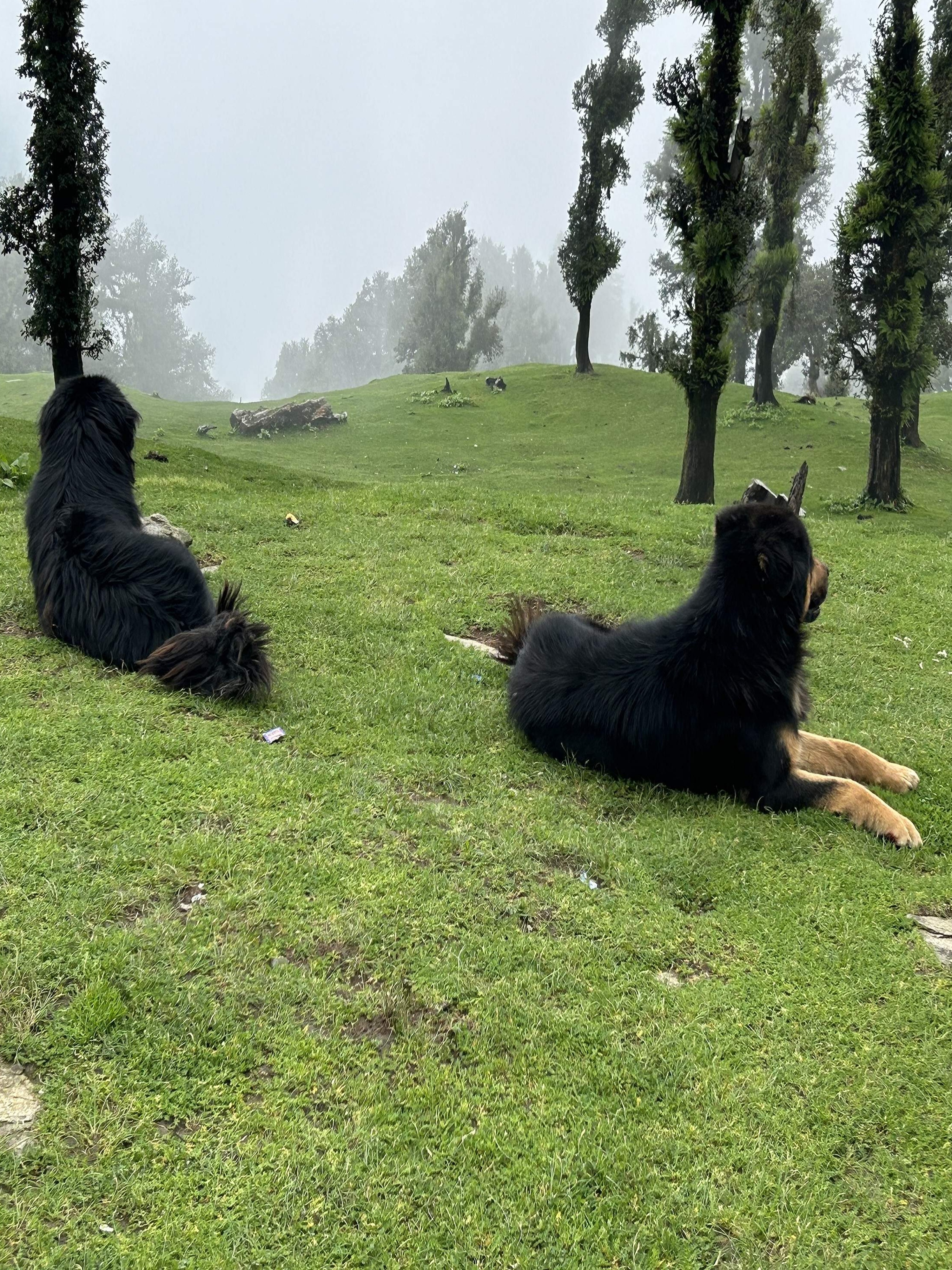 Lush green meadows and mountain landscapes during the trek