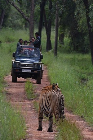 Tadoba National Park near Nagpur, home to tigers and rich wildlife
