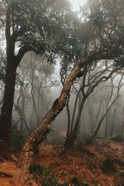 Kumara Parvatha trek in South India, featuring rugged mountain trails and lush greenery