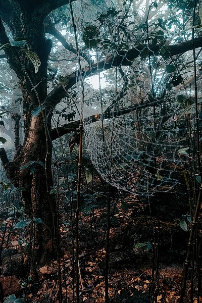 Kodachadri trek with glorious sunrises and sunsets over misty mountains